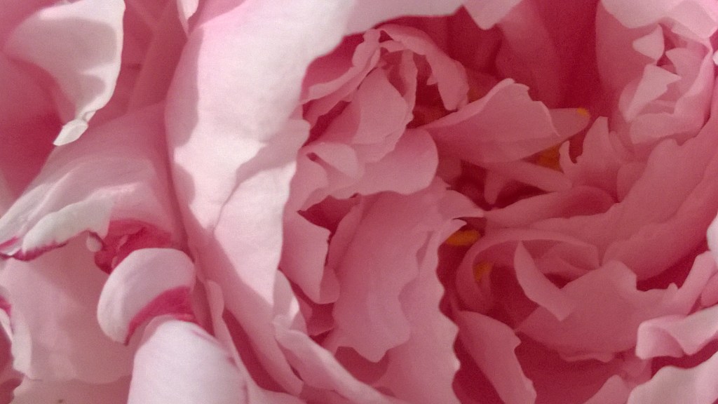 Close up of a pink Sarah Bernhardt peony.