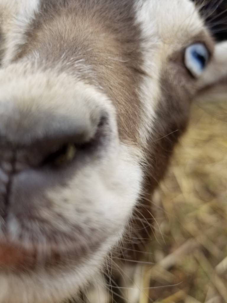 My goat Leopold. He is here just for fun.