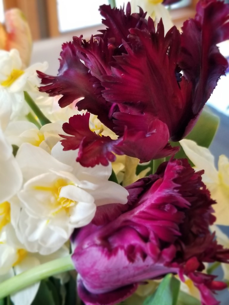 Victoria Secret tulips - a deep magenta, parrot tulip - with white, Sir Winston Churchill daffodils.