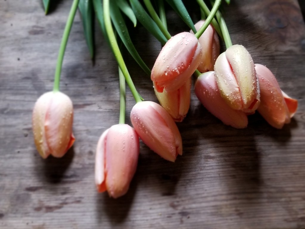 Bunch of Menton tulips - a super tall, large, light pink, long lasting tulip