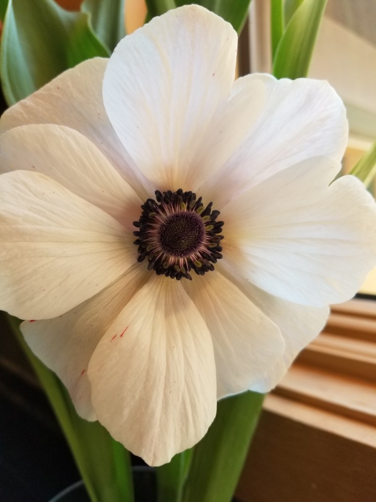 Single pale blush pink anemone with black center