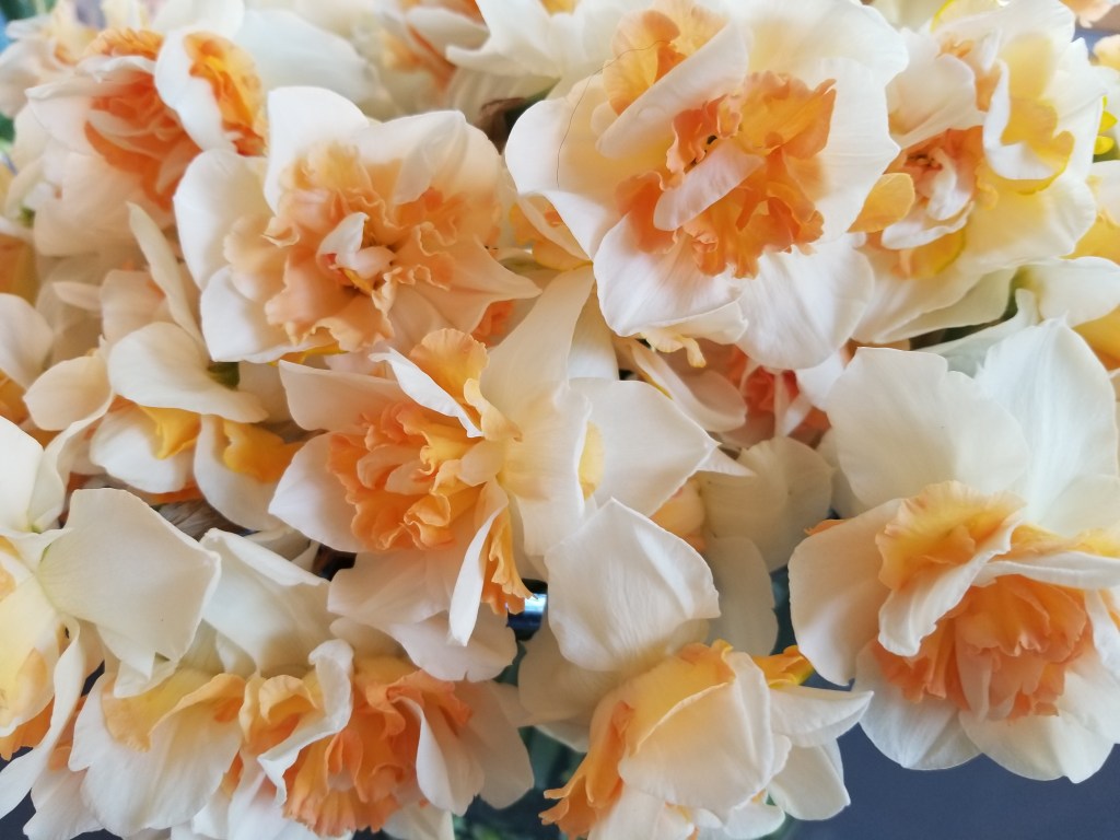 A fave spring flower: Replete&nbsp;Narcissus