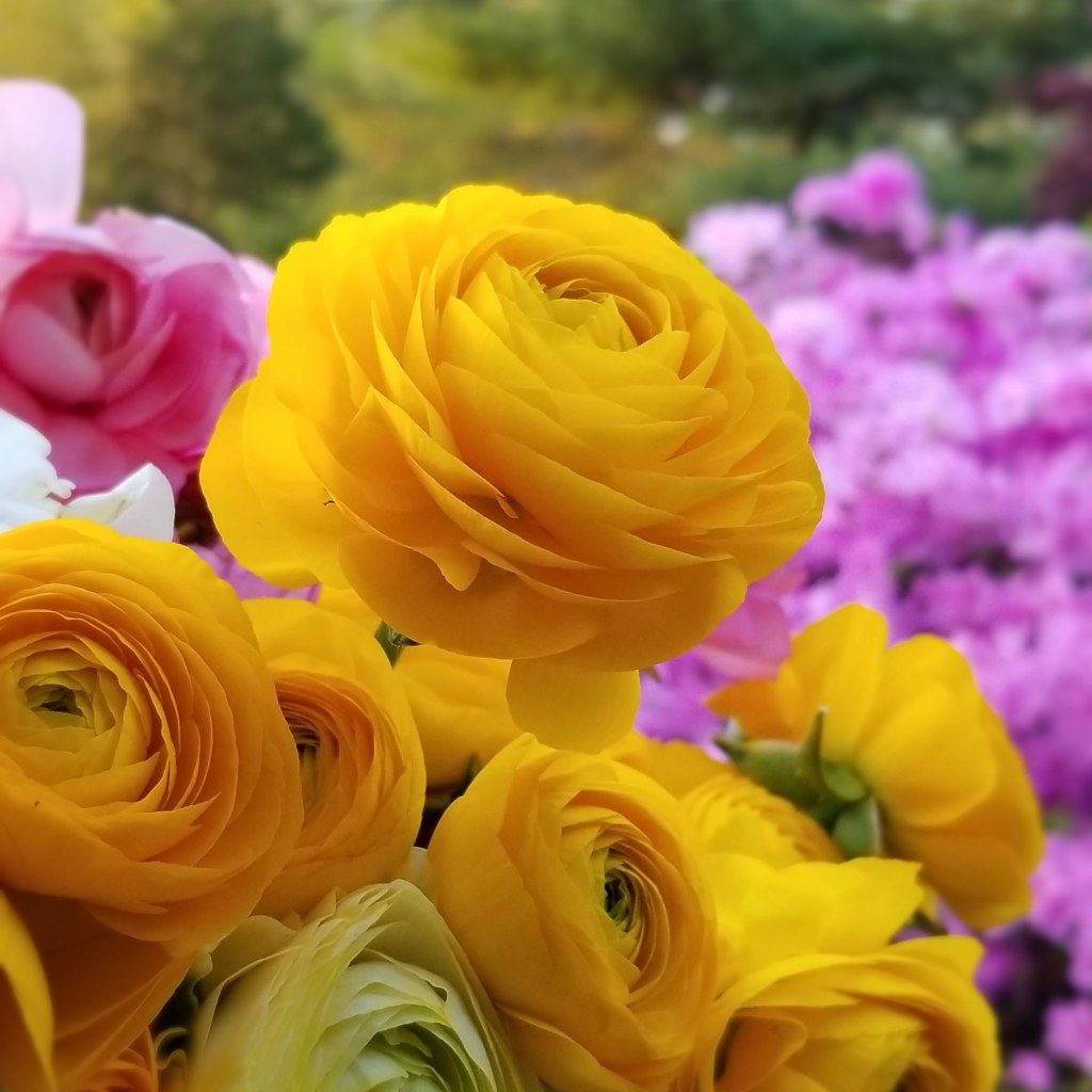 Bulk yellow and pink ranunculus for flower bars and arrangements 